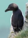 Razorbill (Alca torda).jpg